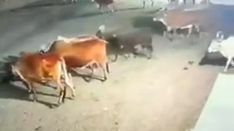 Lion attacks cow in gujarat