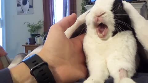 Rabbit learns he is adopted