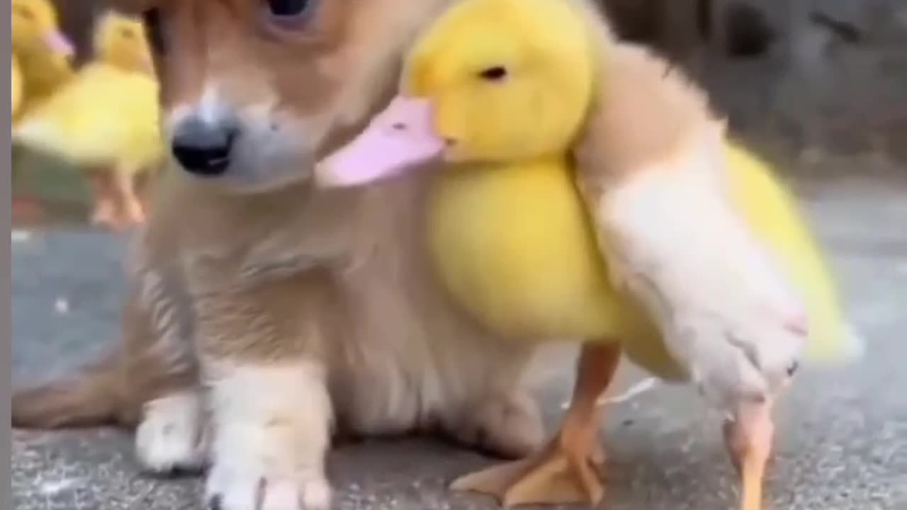 Dog lovers...and cute duck 🦆