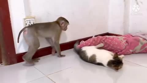 Cat and monkey funny video 🤣😀🤣😀