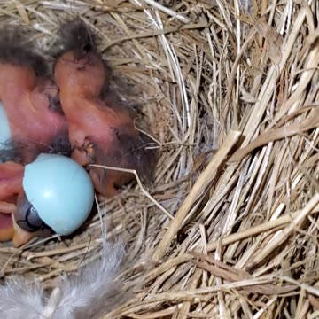 Bluebird babies... 1 Just hatched! Still in egg partially