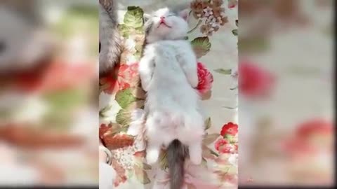 Baby Cats - Cute and Funny Cat Videos Compilation #8 | Aww Animals