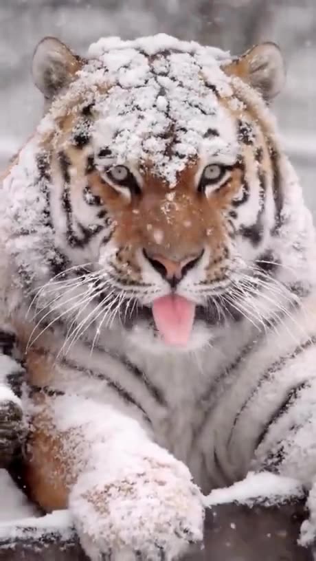 Amur Tiger enjoying the snow fall