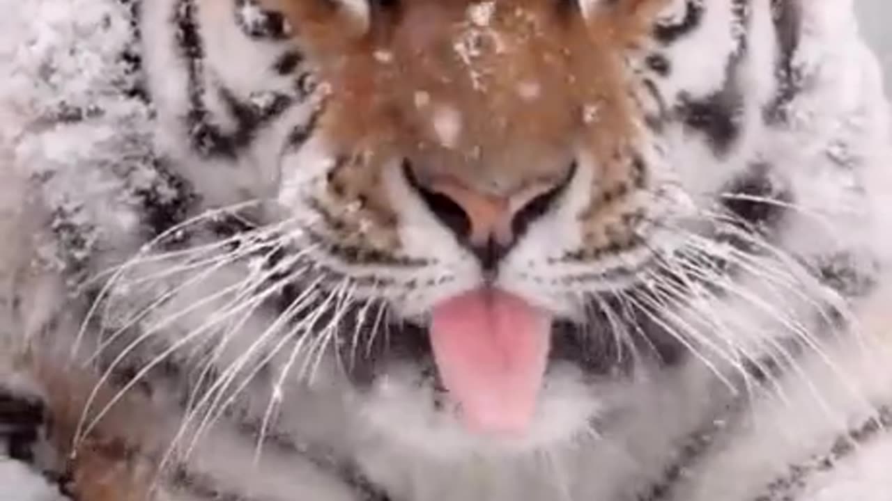 Amur Tiger enjoying the snow fall