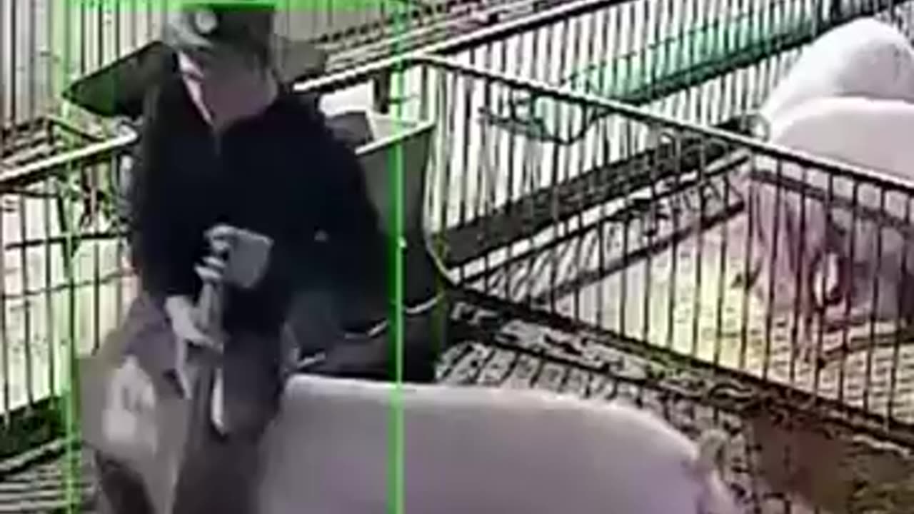 Funny animal video