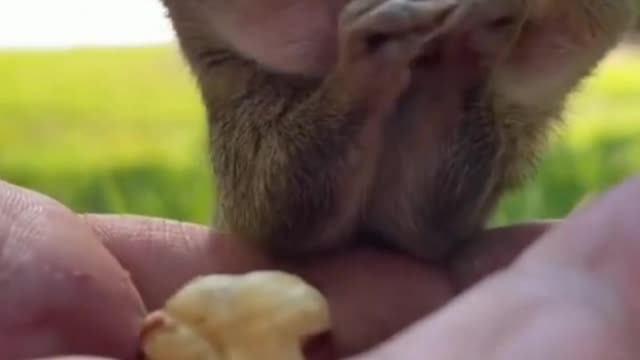 Adorable ASMR: Bunnies munch on tasty apple together