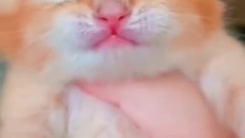 Baby cat 😺🐈