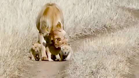 WE ALL LOVE OUR MOMS: Cute baby Lion Playing with Mom :* The best thing you'll Watch today.