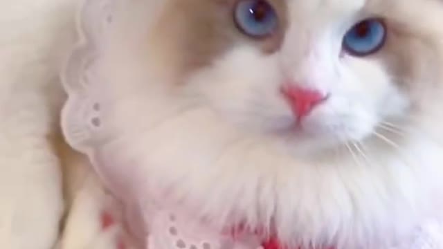 Cute cat videos funny