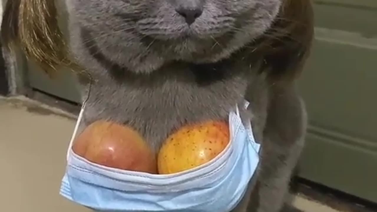 Cool Cat funny video 📸😂🤭😎✌️