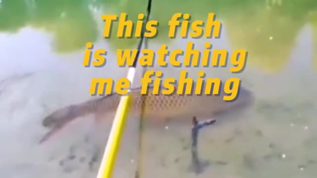 This fish is watching me fishing