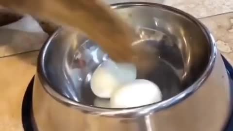 Cat tries to eat raw eggs