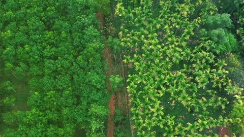 The beauty of nature with trees, a view like heaven