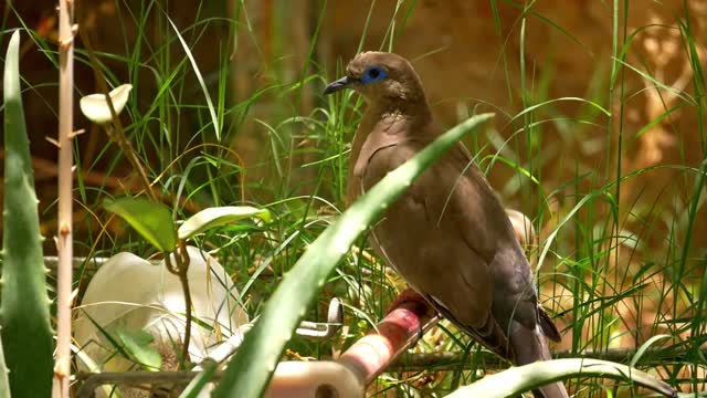 Bird through grass