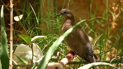 Bird through grass