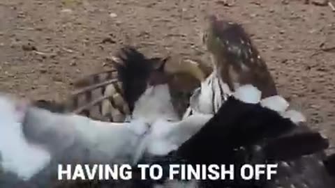 Animal: Hawk eating another bird