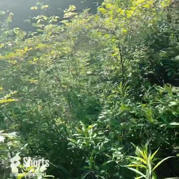 Gotta love nature #nature #love