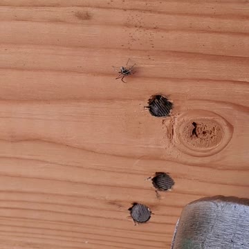 The defense mechanism of the spider