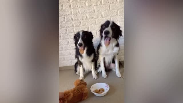 Dog funny o no&&