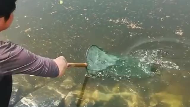 FISH TRAP, a brand-new primitive technology with fishing SR,