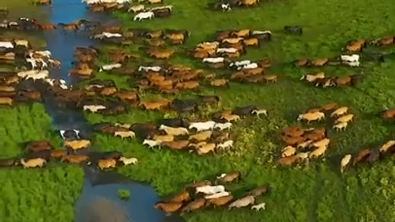 Hundreds of horses running in the field look amazing #shorts #viral #shortsvideo #video