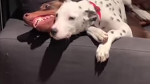 Dogs Are the Best. And funny videos_ They make you laugh