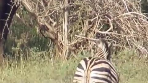 #zebra #crocodile #crocodiles #nationalgeographic_documentary