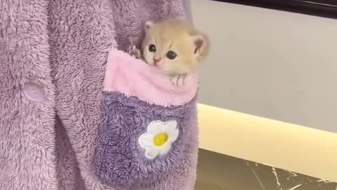 mini cat