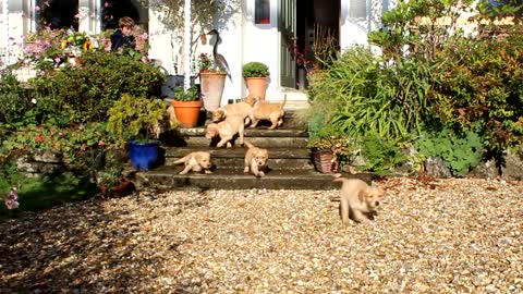 2014 Golden Retriever Puppies - 6 Weeks Old