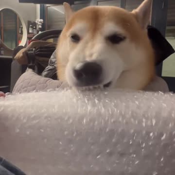 World record popping bubble wrap 😂😂