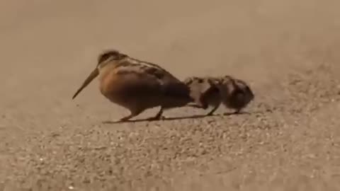 I will never get tired of watching American Woodcock luring worms