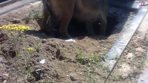 UNBELIVIBLE DOG HAS LITTER ON DEAD OWNERS GRAVE!!