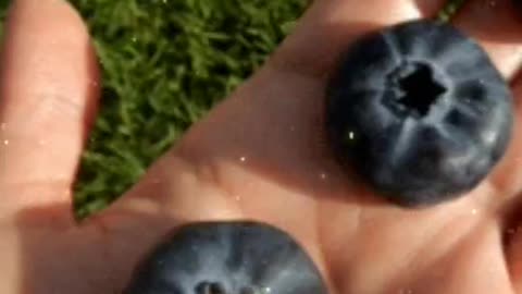 Massive Organic Blueberry