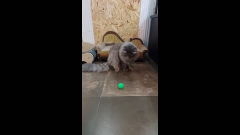 Playing with a cute cat and a ping-pong ball