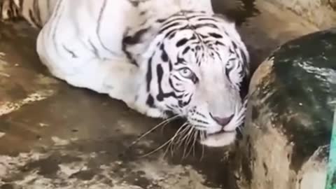 White Tiger Handsome