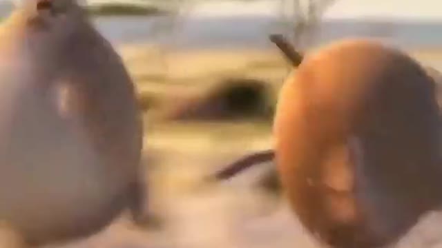 In lockdown all animals appear to this type