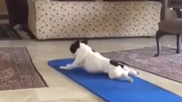 Cute dog is doing some exercise