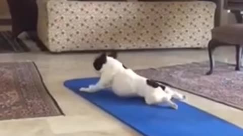 Cute dog is doing some exercise