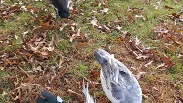 Canadian Geese & Muscovy Ducks together then a fight breaks out.