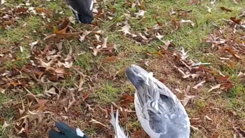 Canadian Geese & Muscovy Ducks together then a fight breaks out.