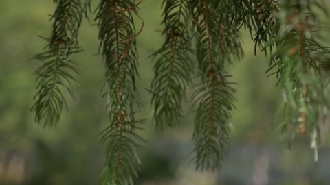 Branch of a Pine Tree