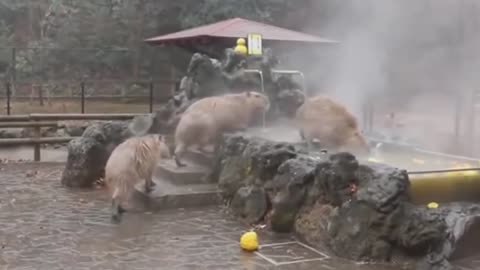 Capybara Funny Video