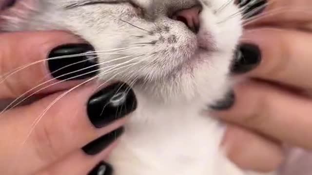 Best Funny Cat is Getting Eye drops and Doing Love with Owner 2022