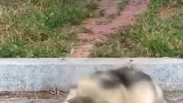 Dog training video