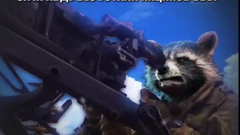 Russian raccoon