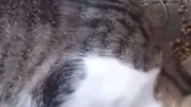 Cute cats meowing like an engine 😂 #catsmeowing #cat #funny #kitten #cute