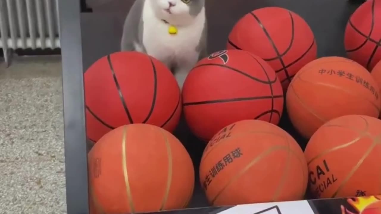 Cute And Funny Cats 😍😍😅😅 #viral #shorts #reels #cat #cats #pets #catsshare