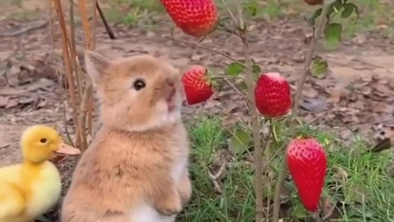 Cute Rabbit and Duck 🦆 beautiful moment |Funny animal videos| try not to laugh