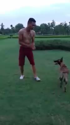 Professional dog trainers do not use protective gear