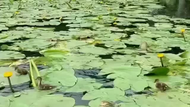 DUCKS ARE ENJOYING WITH POOL